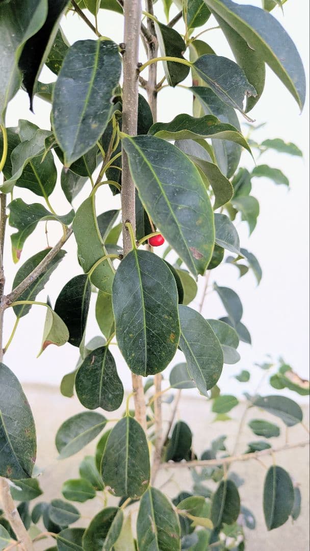 山採り養成。鉢植えソヨゴ。