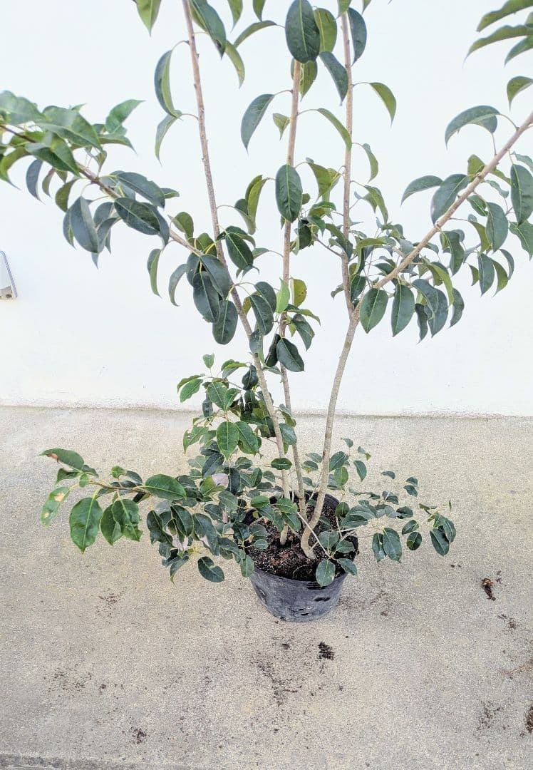 山採り養成。鉢植えソヨゴ。