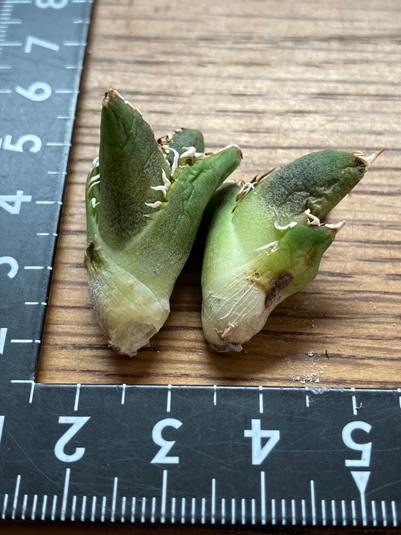 K*s様 【オークション】匿名配送　子株2株　アガべ　白豪刺　OC 脇芽【親株写