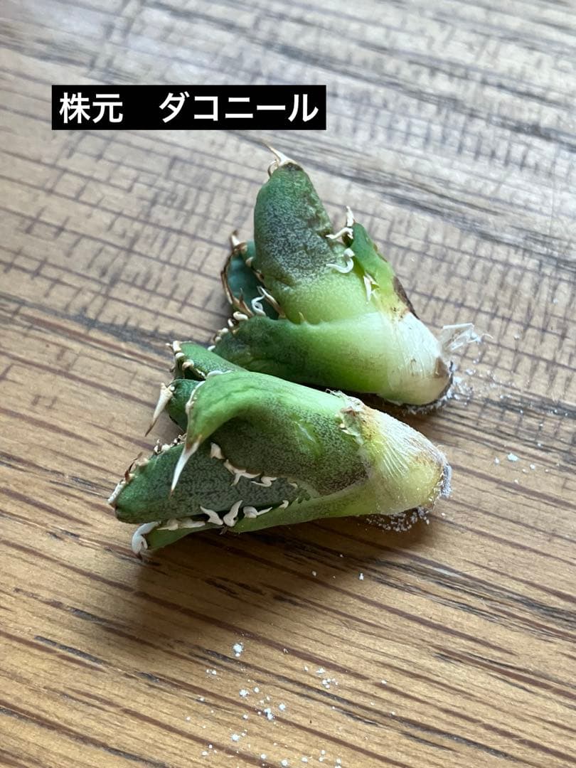 K*s様 【オークション】匿名配送　子株2株　アガべ　白豪刺　OC 脇芽【親株写