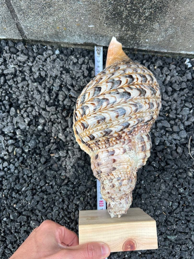 法螺貝　直線31cm 903g