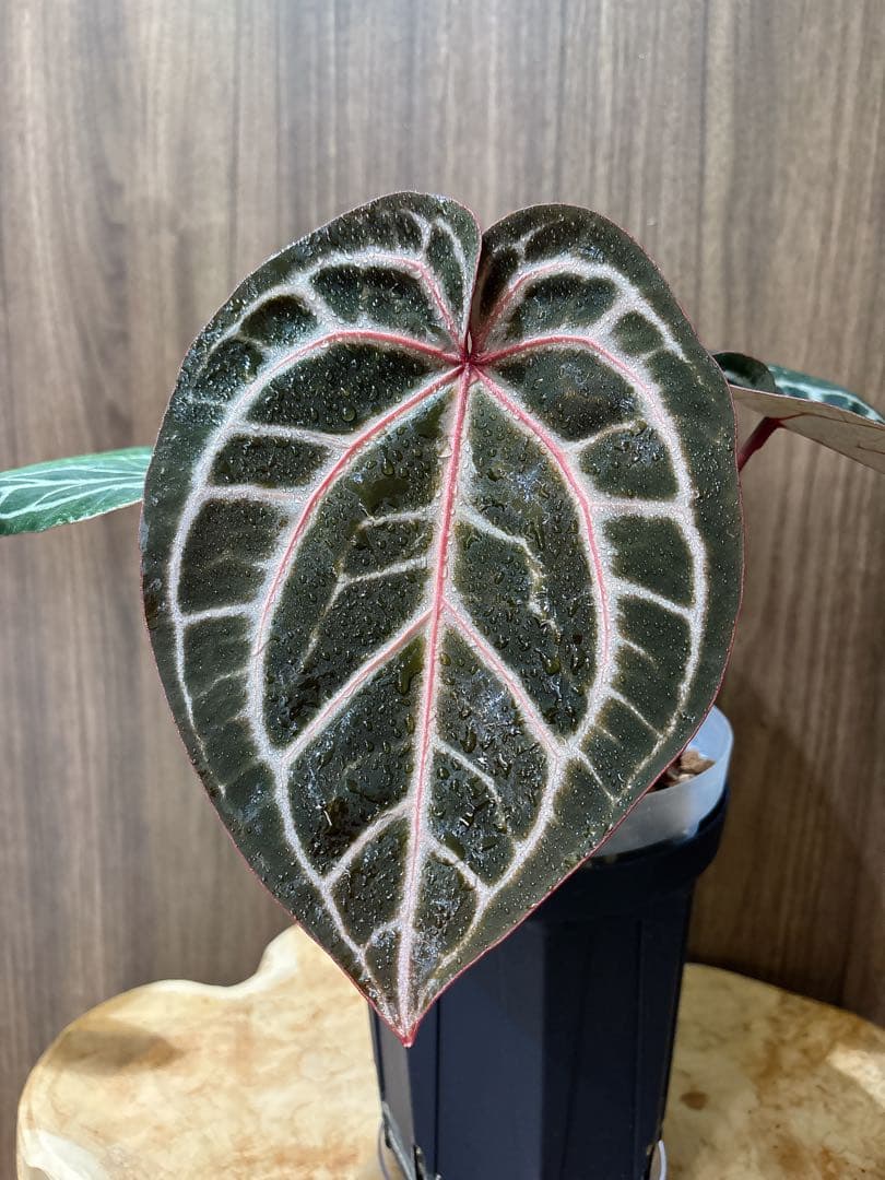 Anthurium docblock 'Scarlet' S1 スカーレット