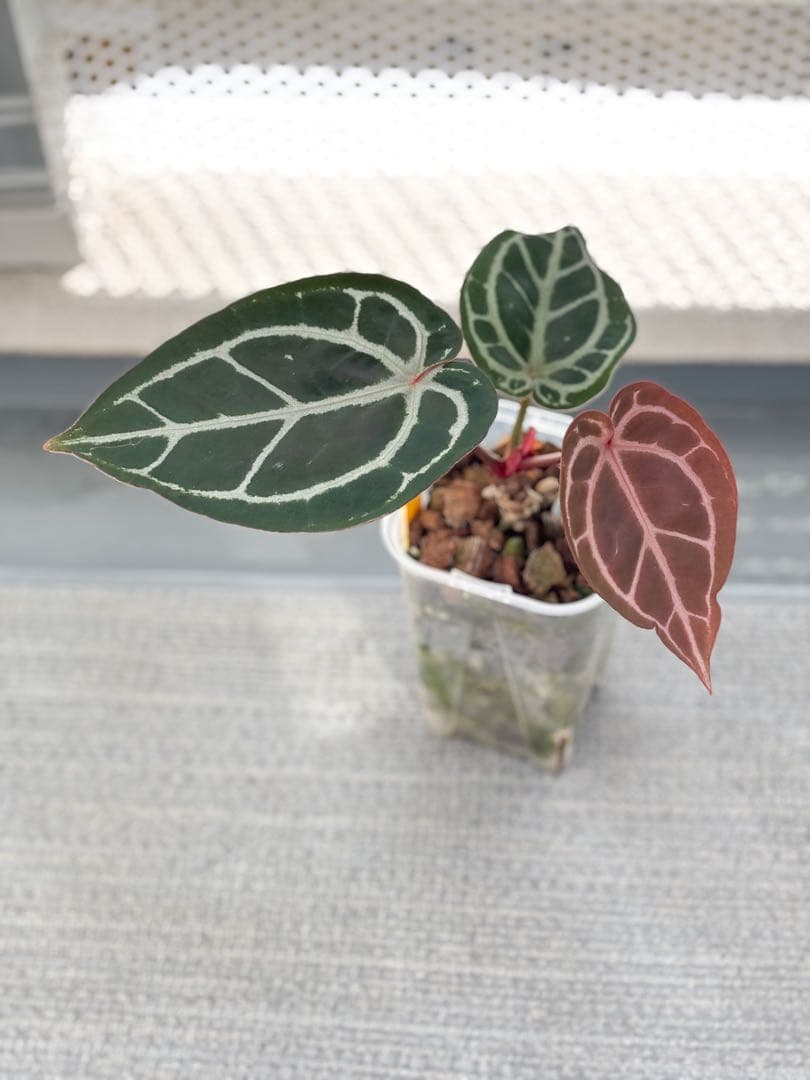 Anthurium docblock 'Scarlet' S1 スカーレット