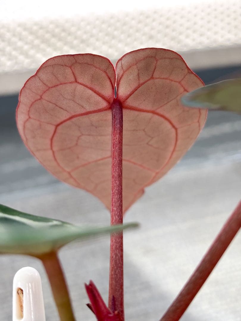 Anthurium docblock 'Scarlet' S1 スカーレット
