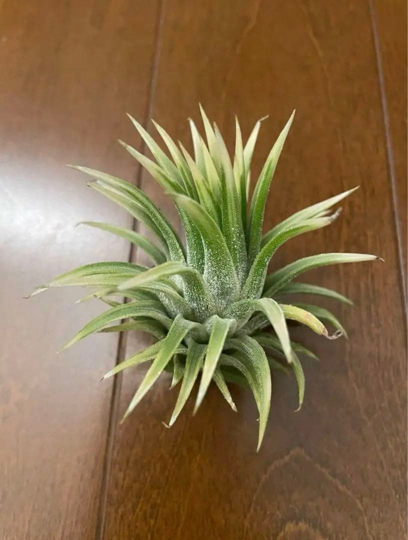 ★美斑★エアプランツ　チランジア　イオナンタ　アルボマージナータ