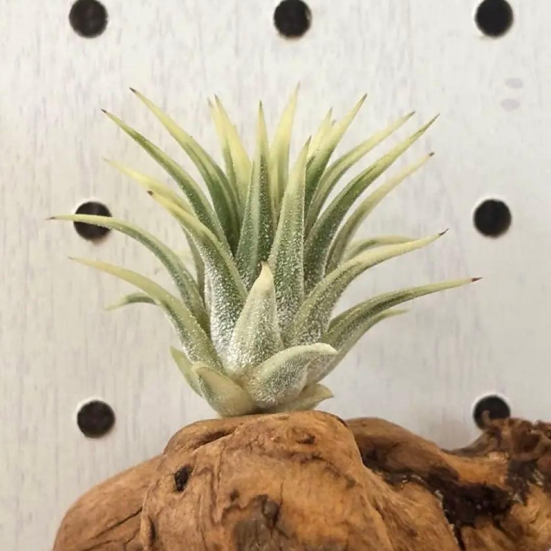 ★美斑★エアプランツ　チランジア　イオナンタ　アルボマージナータ