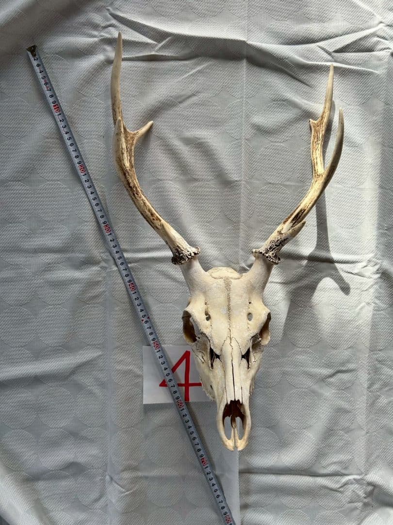 ④[1点もの] ハンティングトロフィー　鹿の角　頭蓋骨　日本鹿　スカル