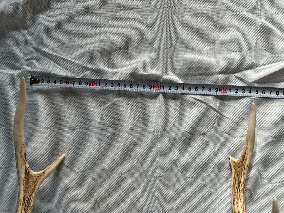 ④[1点もの] ハンティングトロフィー　鹿の角　頭蓋骨　日本鹿　スカル