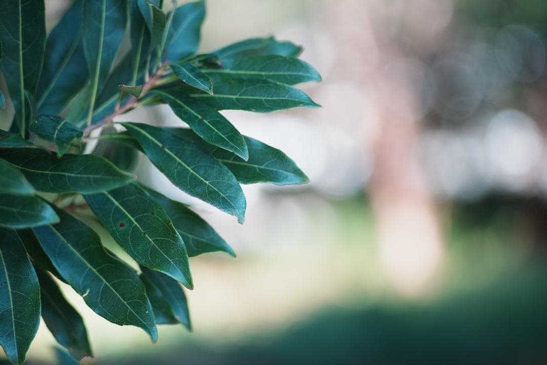 柔らかく滲む光が美しい Canon new FD 100mm F2.8 909