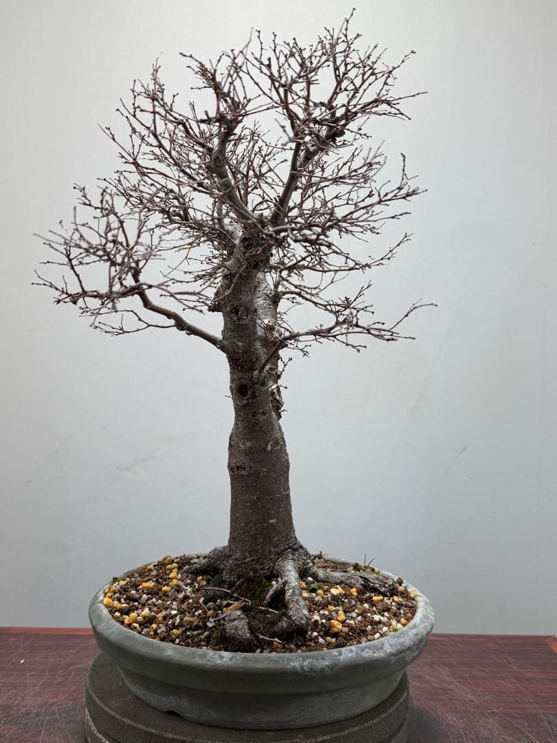 【ガチ盆栽】本欅　ケヤキ　激古