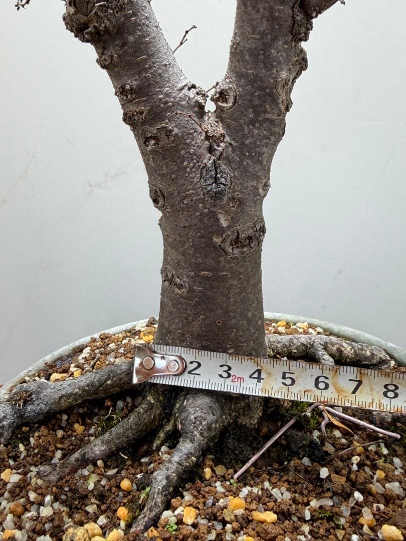 【ガチ盆栽】本欅　ケヤキ　激古