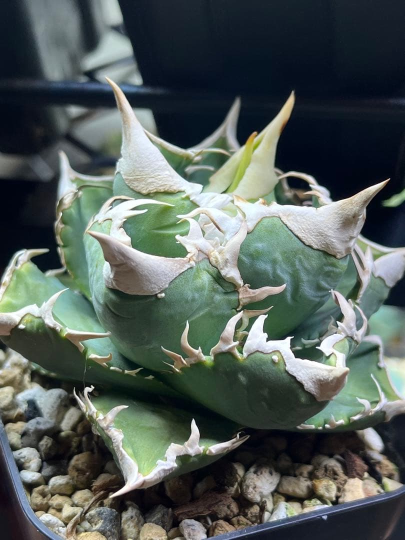 アガベ チタノタ　lize血統　大白鯊　ホホジロザメ