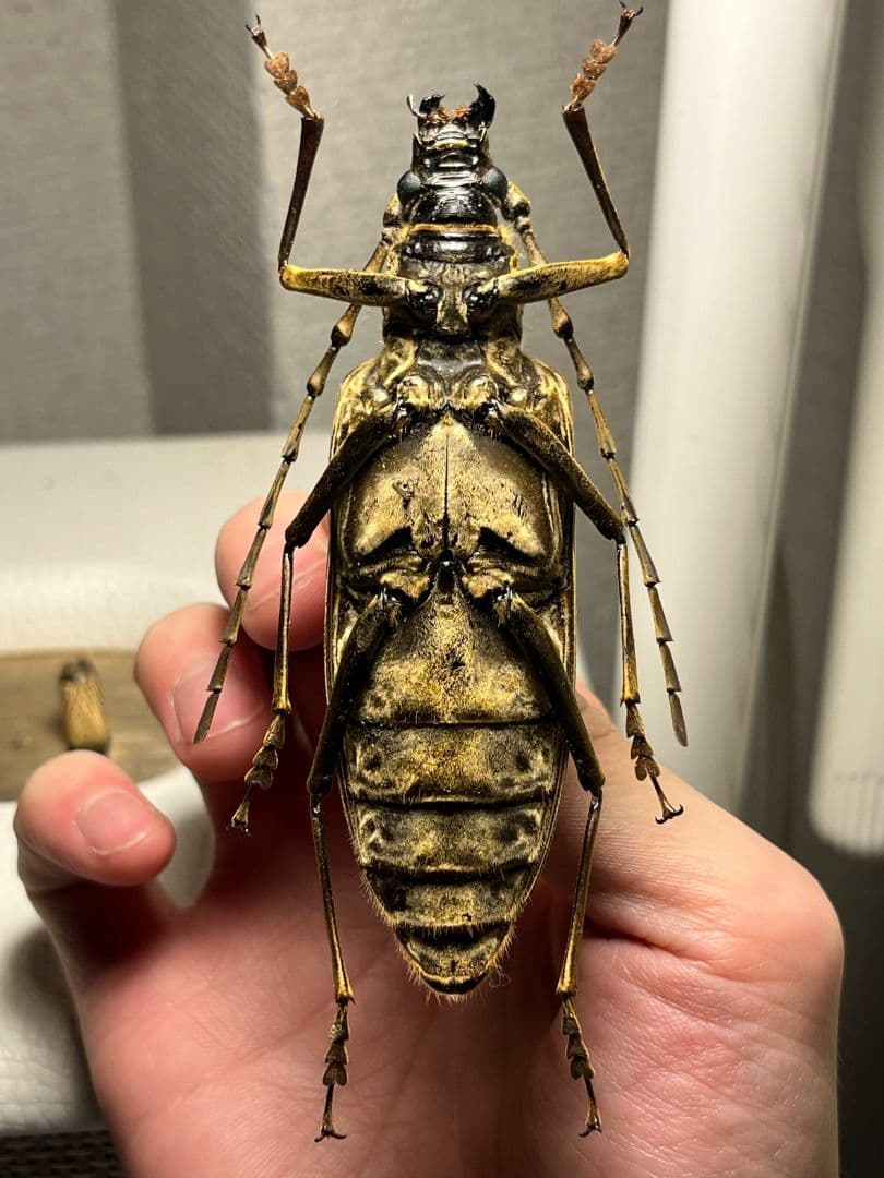 【ベロア感有】オオミヤマカミキリ♀ 標本 カミキリムシ Xixuthrus 天牛