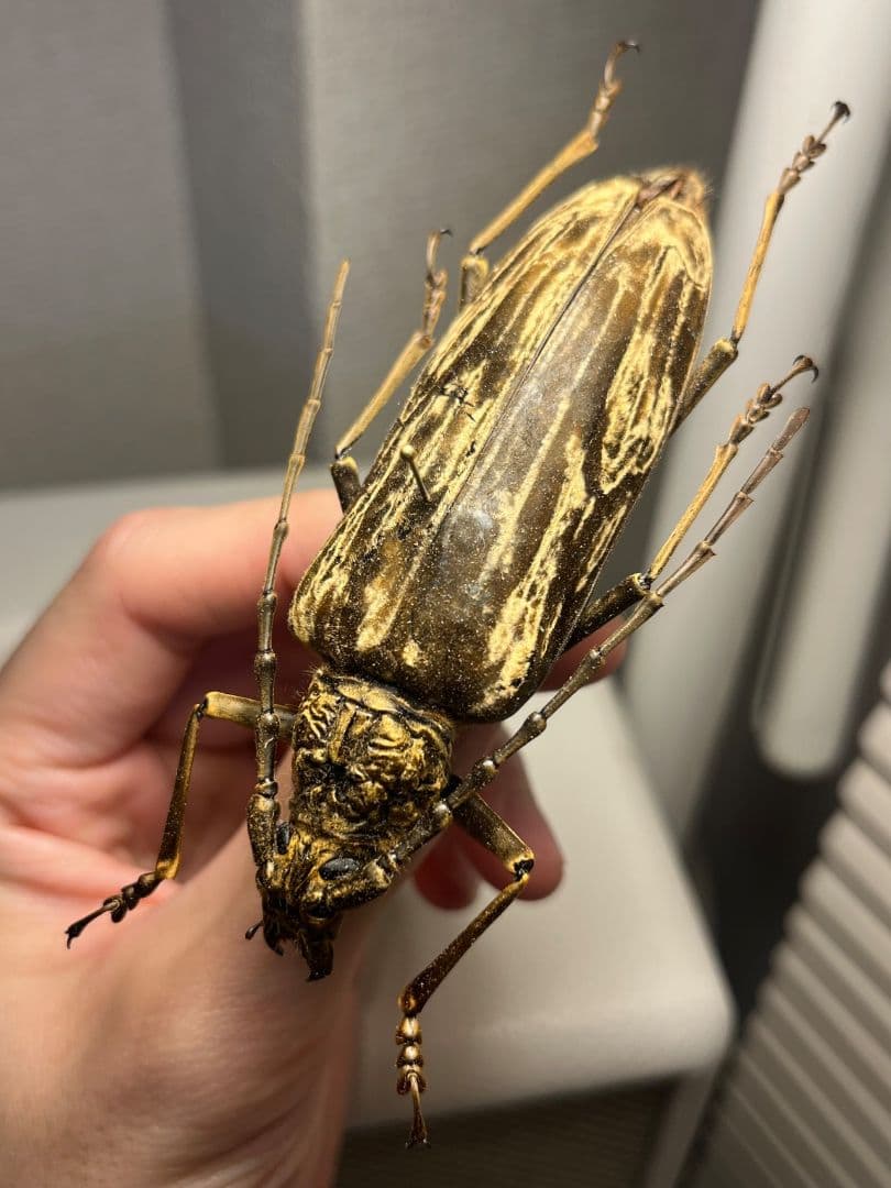 【ベロア感有】オオミヤマカミキリ♀ 標本 カミキリムシ Xixuthrus 天牛