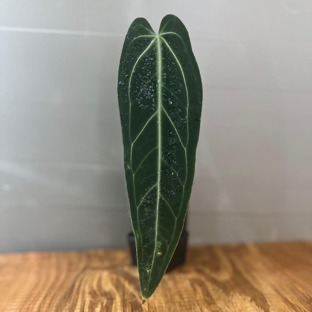 アヴィアンスリウム　ワロクアナム　ダークナロー　大きめサイズ