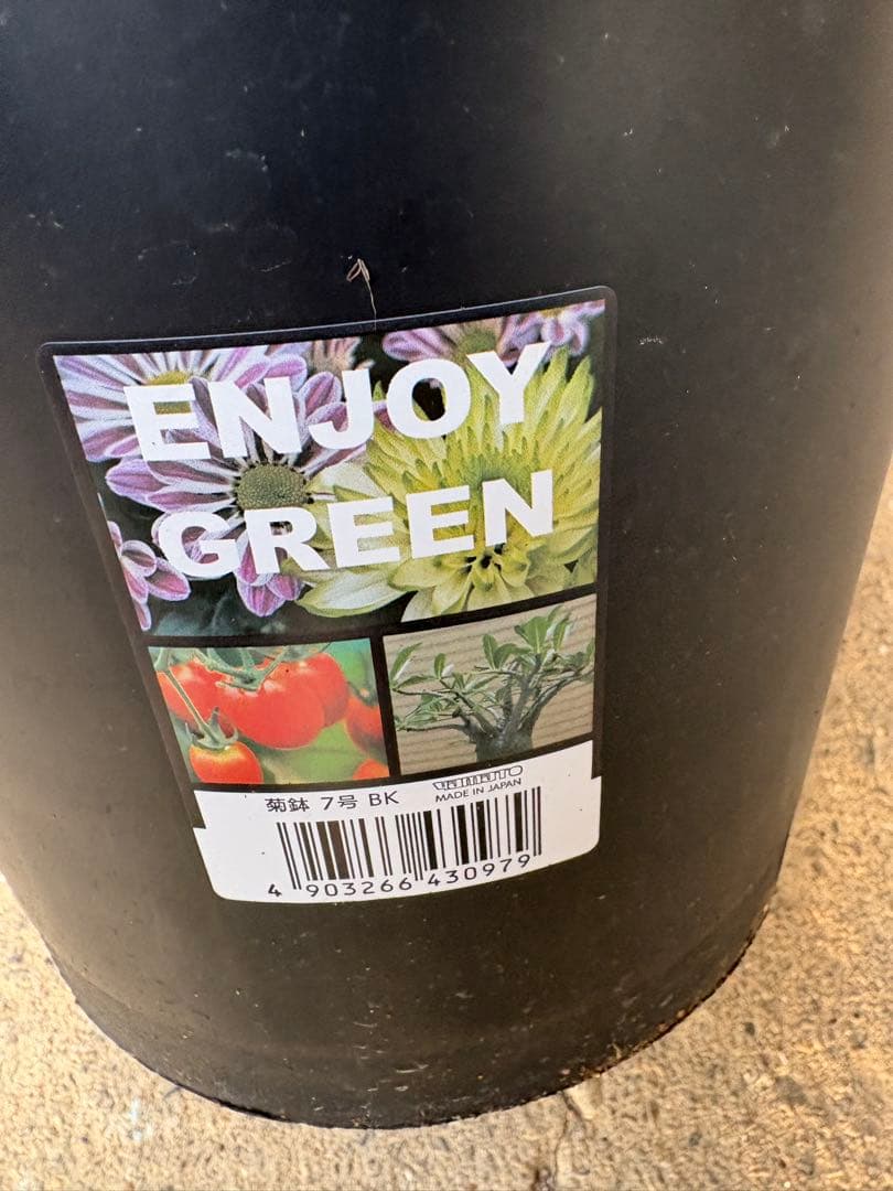 アガベ ボビマエア 特白個体 7号鉢 ボビコルヌータ×ピグマエア ハイブリッド