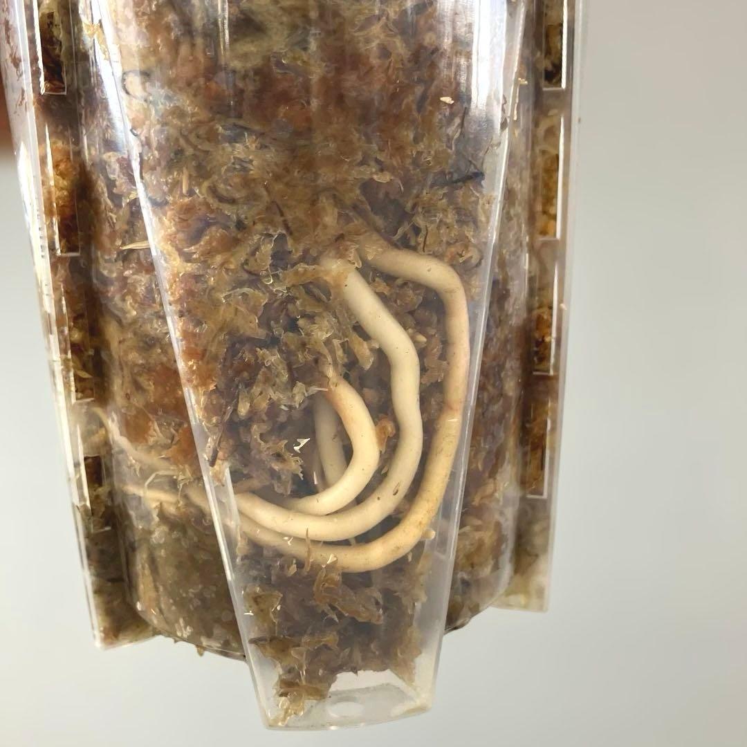 超希少❗️アグラオネマ　ピンクマルーン \"Pink Maroon\"✨