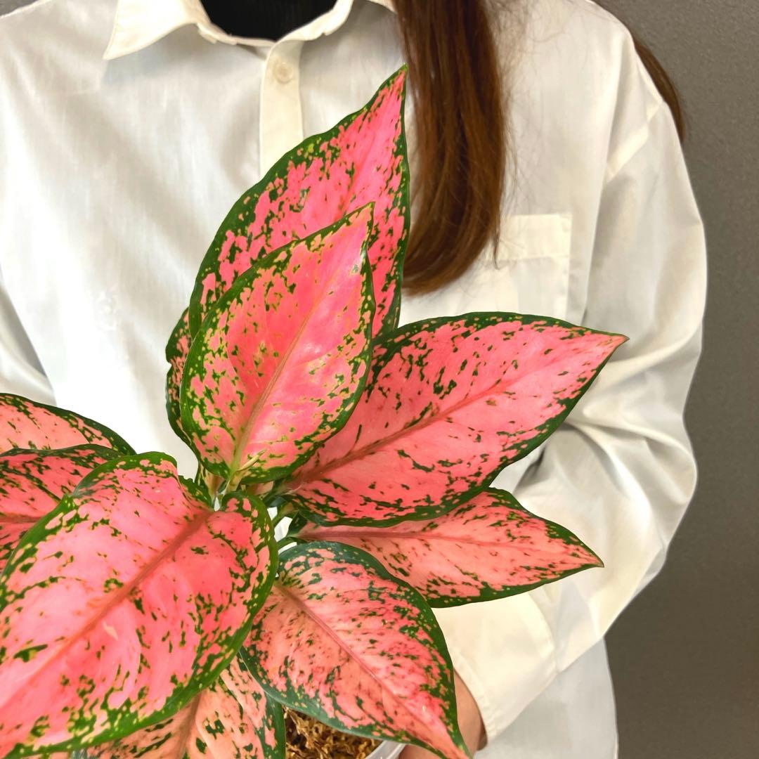 超希少❗️アグラオネマ　ピンクマルーン \"Pink Maroon\"✨