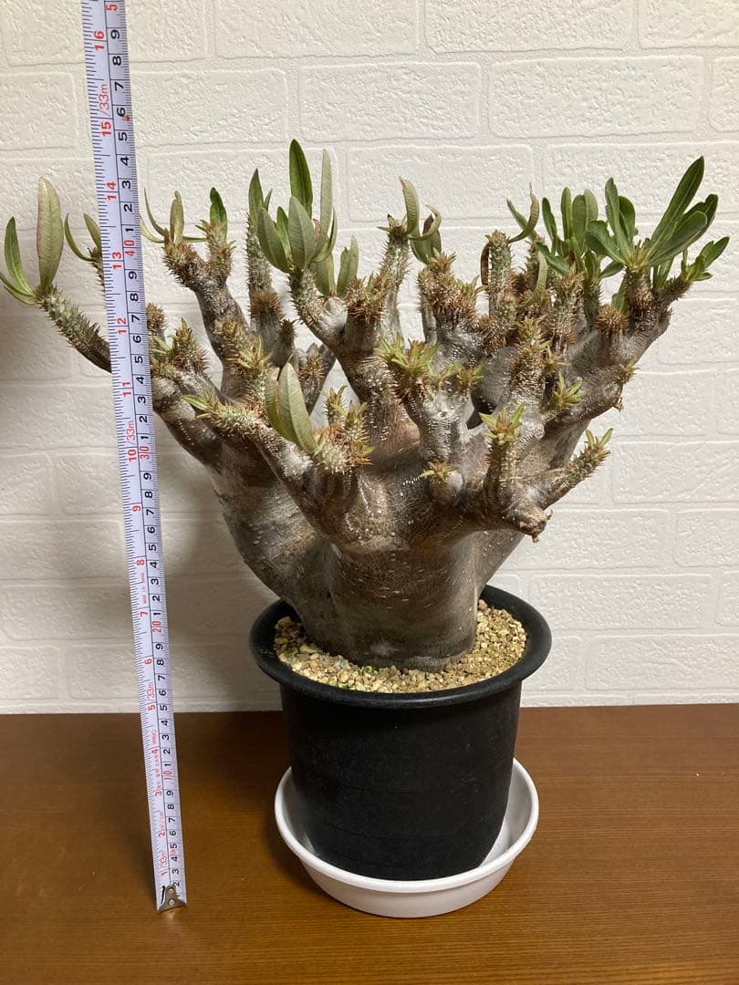 【植物引退】イノピナツム　現地球