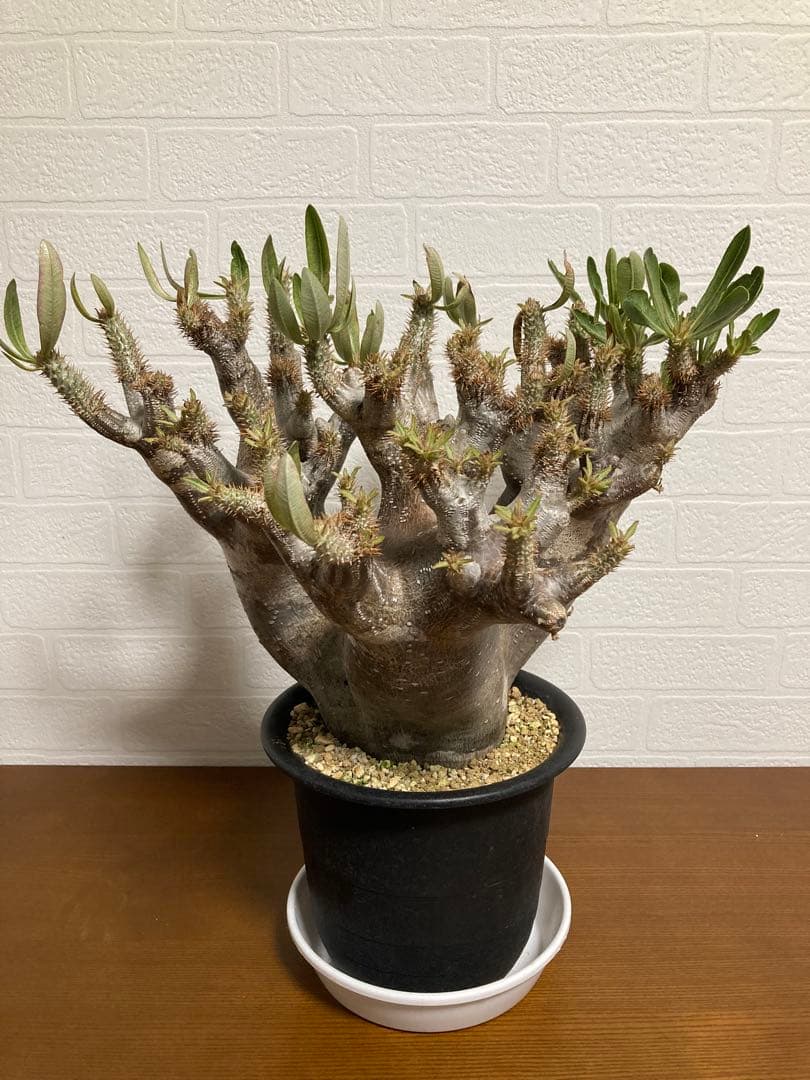 【植物引退】イノピナツム　現地球