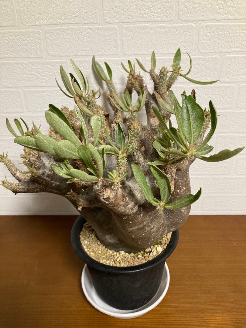 【植物引退】イノピナツム　現地球