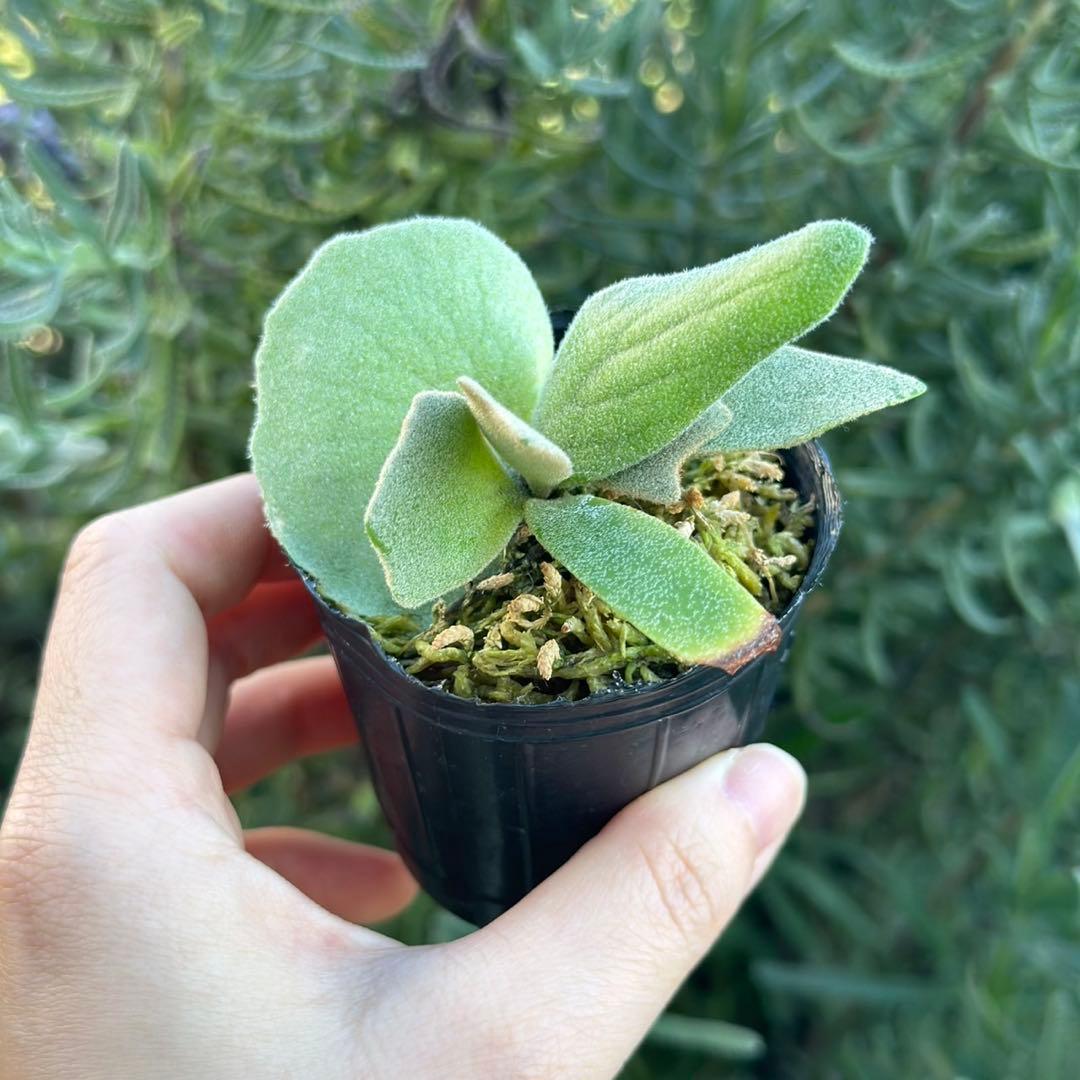 ビカクシダ P.willinckii Frosty Maiden Spore 05