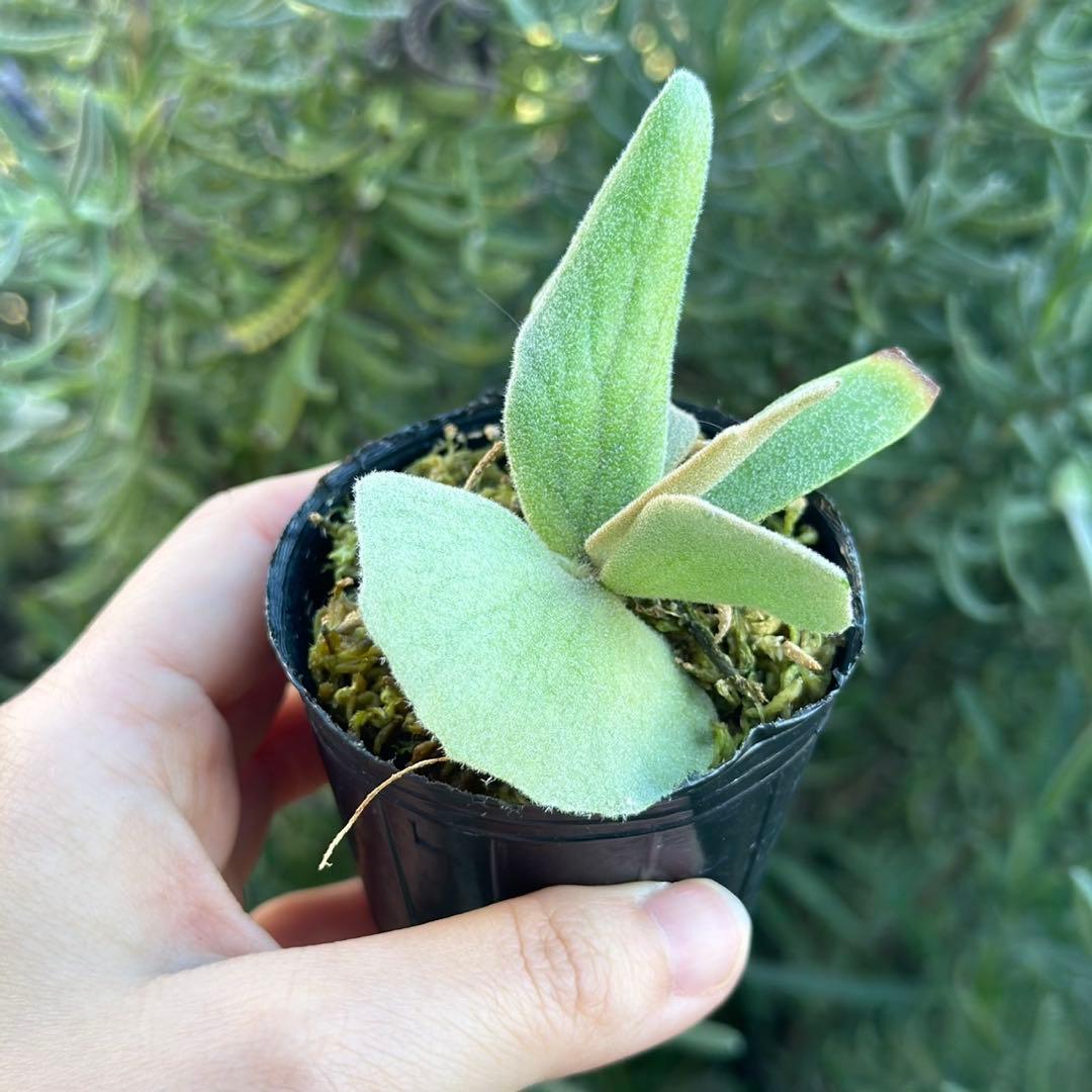 ビカクシダ P.willinckii Frosty Maiden Spore 05