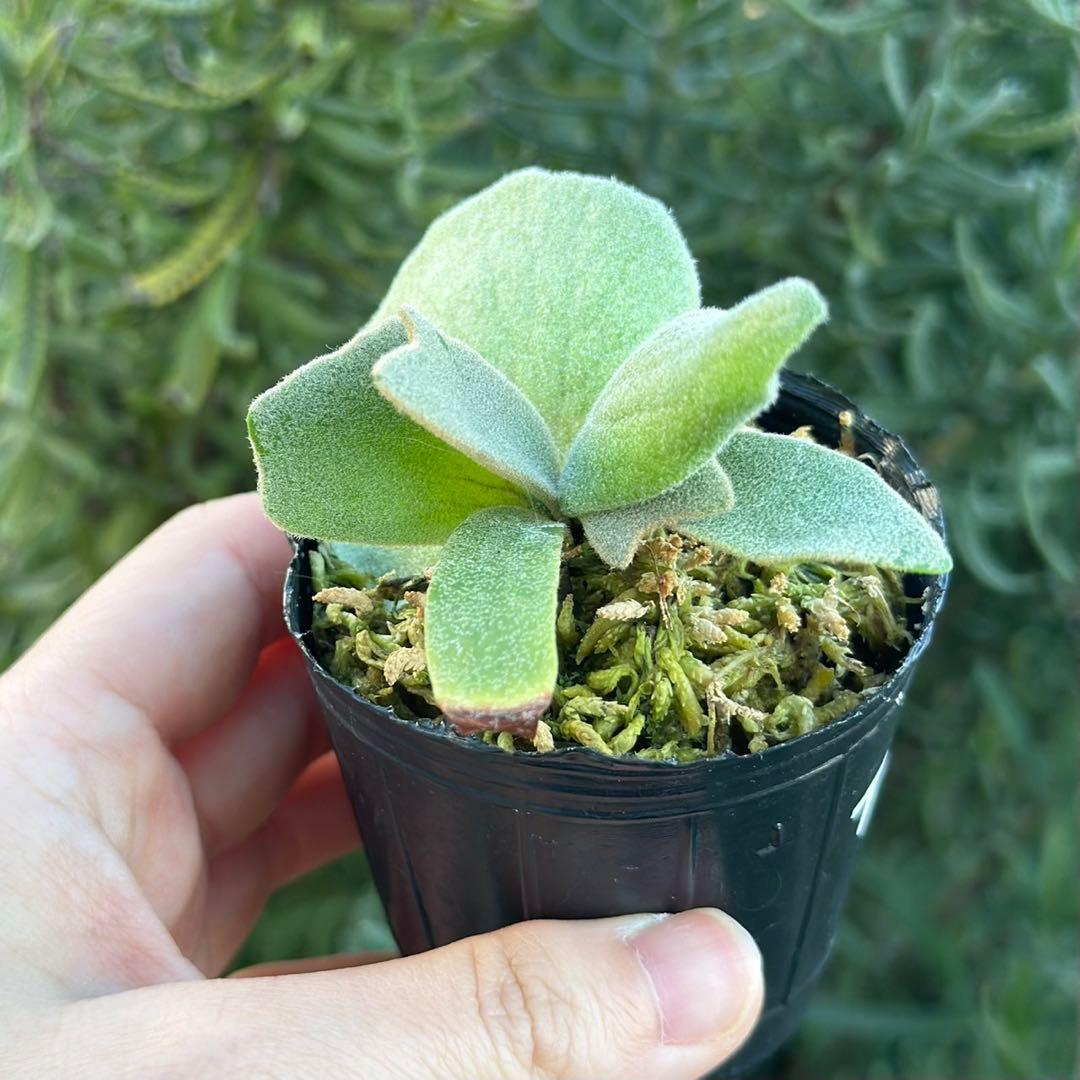 ビカクシダ P.willinckii Frosty Maiden Spore 05