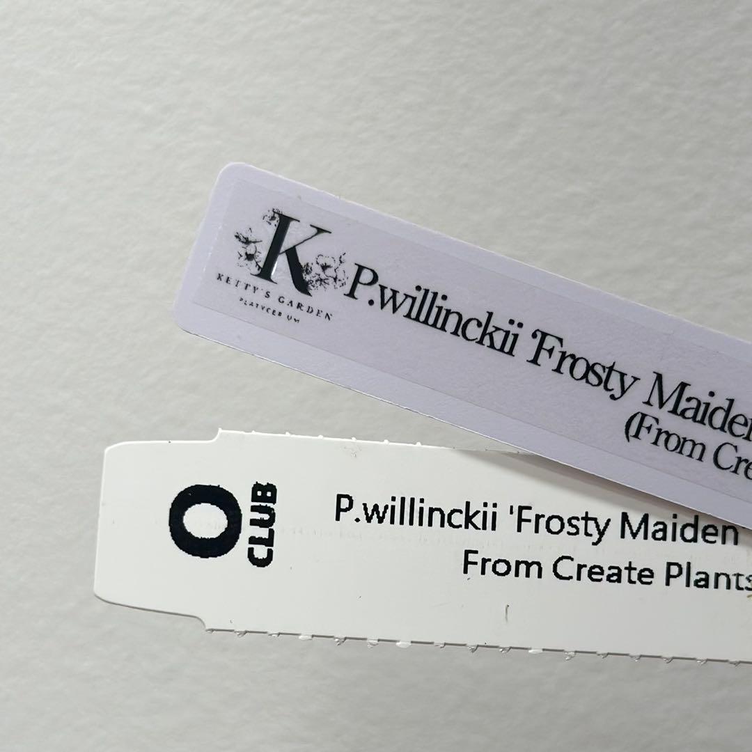 ビカクシダ P.willinckii Frosty Maiden Spore 05