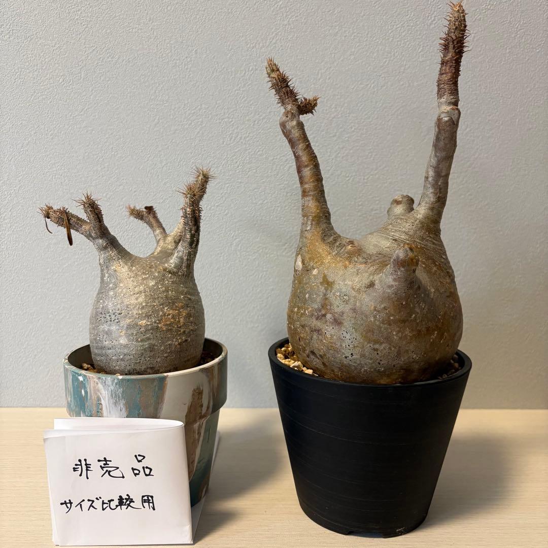 パキポディウム・グラキリス⑨　発根済み　現地球