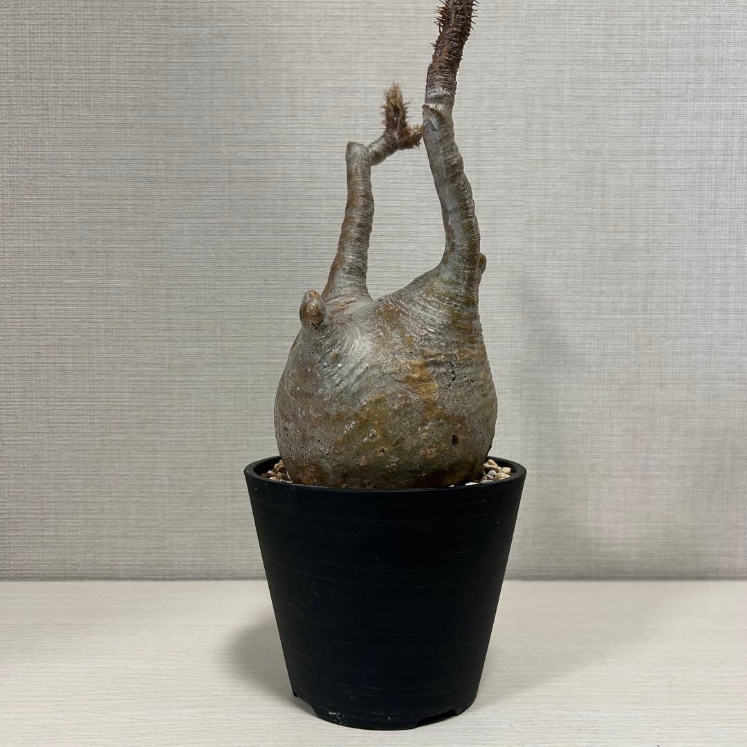 パキポディウム・グラキリス⑨　発根済み　現地球