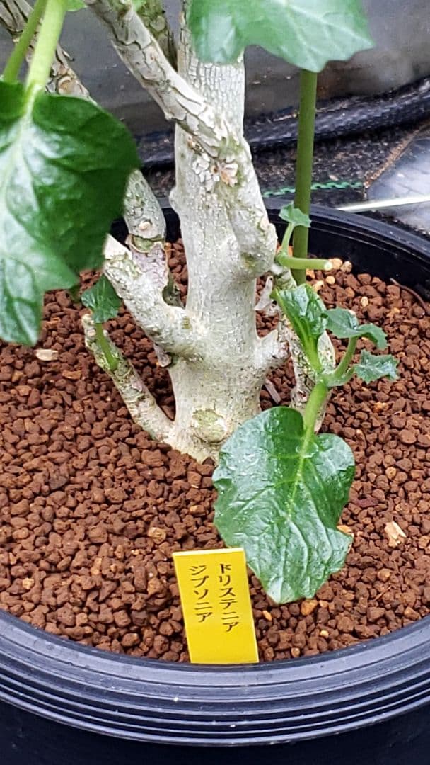 ドリステニア　ジプソフィラ