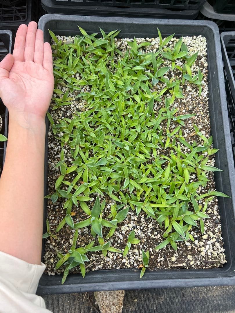 アガベ モンタナ ケースごと メルカリ便