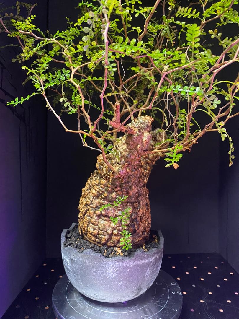 【コレクション株】オペルクリアパキプス　みやび鉢付き　良型ボコ肌　発根済