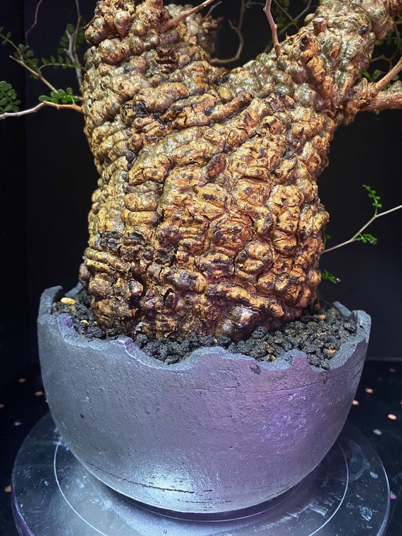 【コレクション株】オペルクリアパキプス　みやび鉢付き　良型ボコ肌　発根済