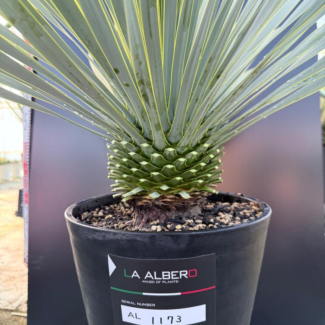 【AL1173】ユッカ　ロストラータ