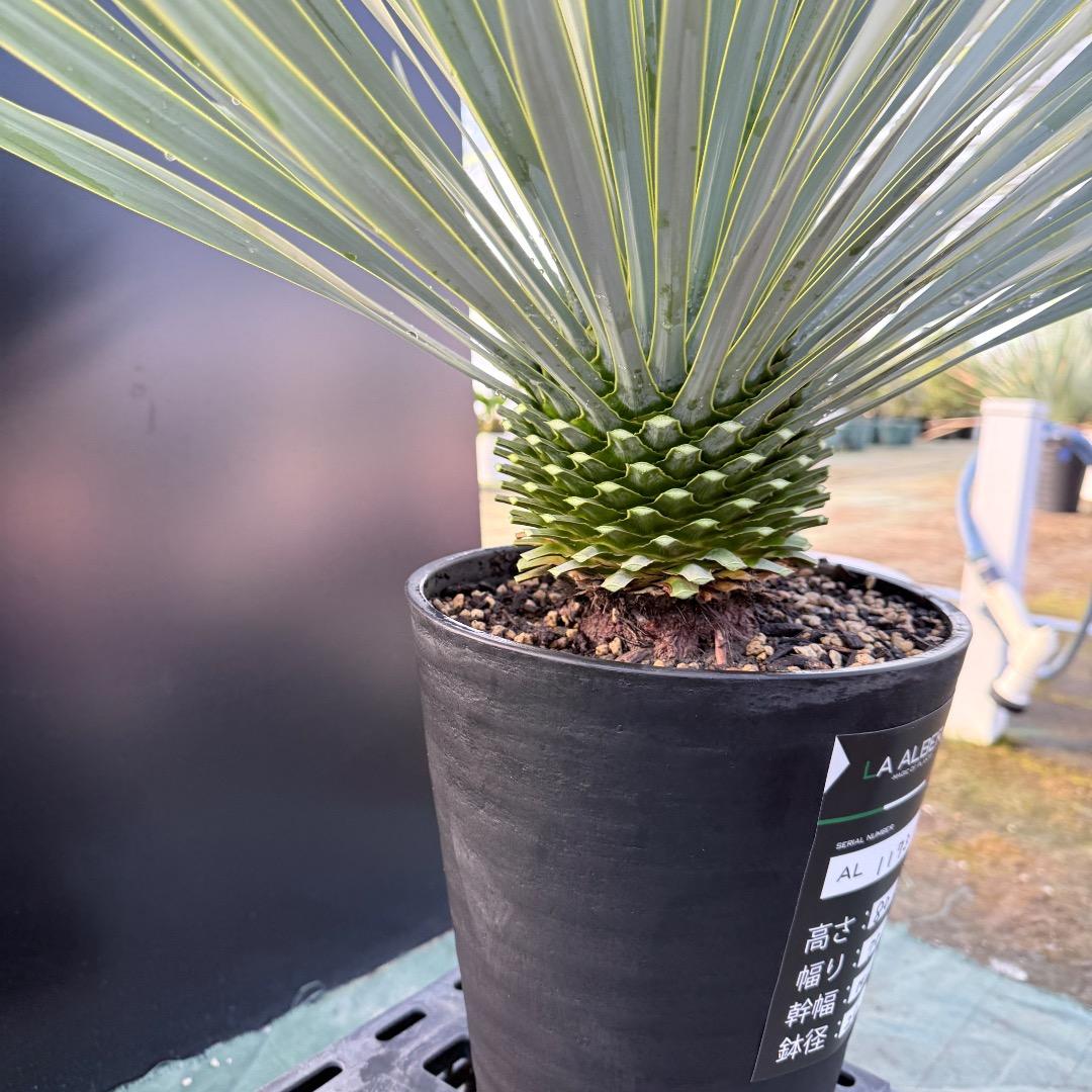 【AL1173】ユッカ　ロストラータ