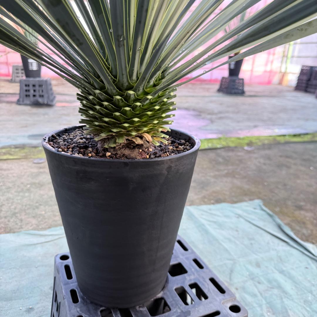 【AL1173】ユッカ　ロストラータ