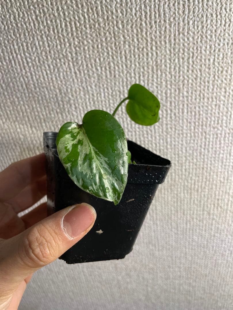 て*な様 モンステラ　デリシオーサ　バルバソー