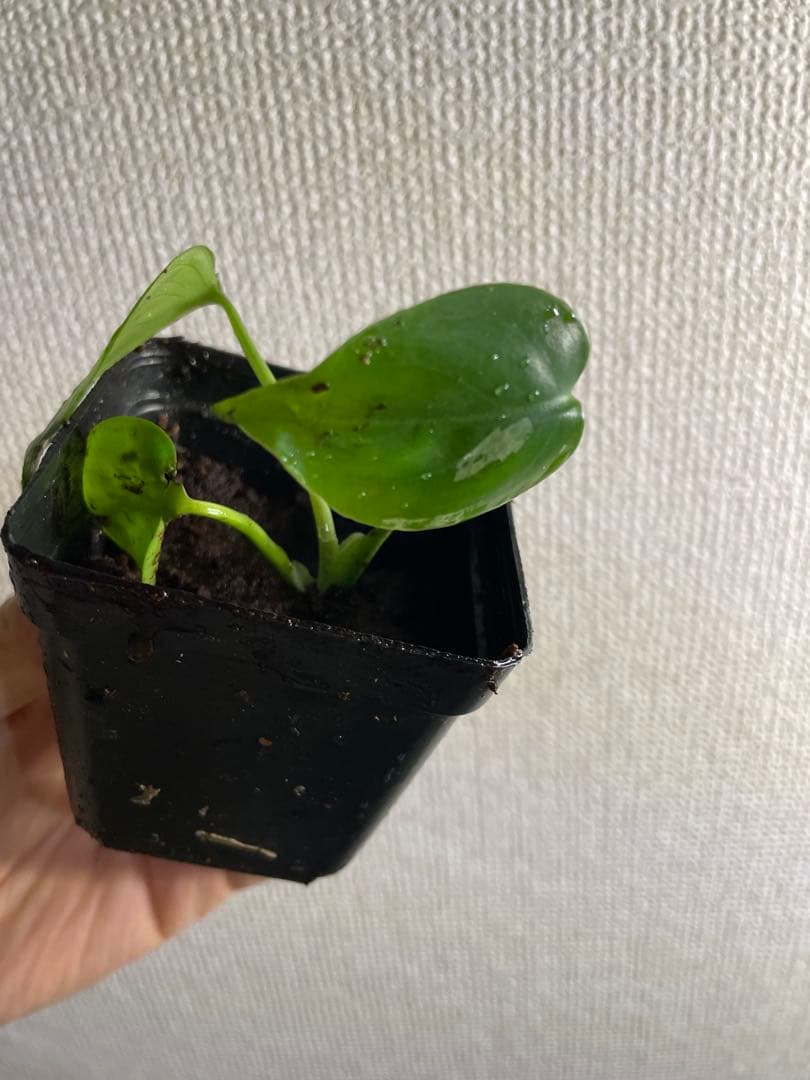 て*な様 モンステラ　デリシオーサ　バルバソー