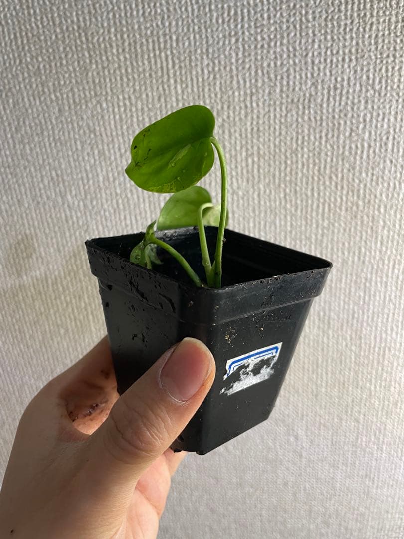 て*な様 モンステラ　デリシオーサ　バルバソー