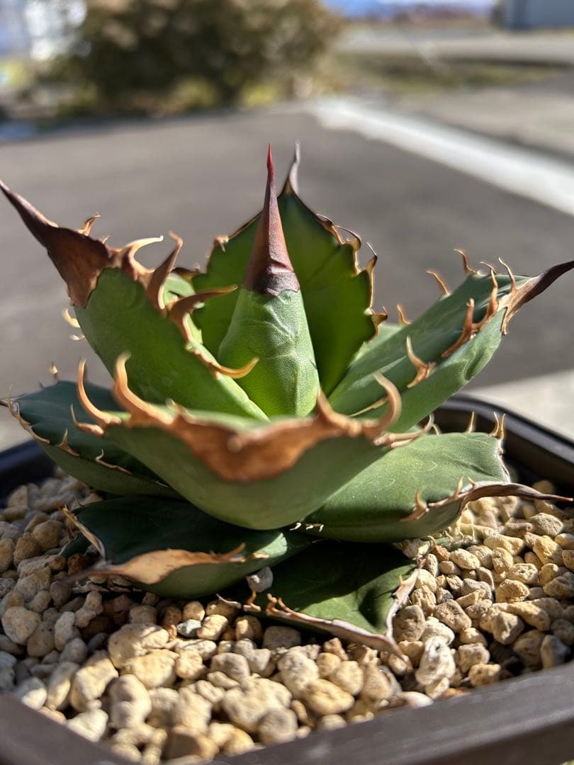 M*e様 オテロイ実生　アガベ　チタノタ