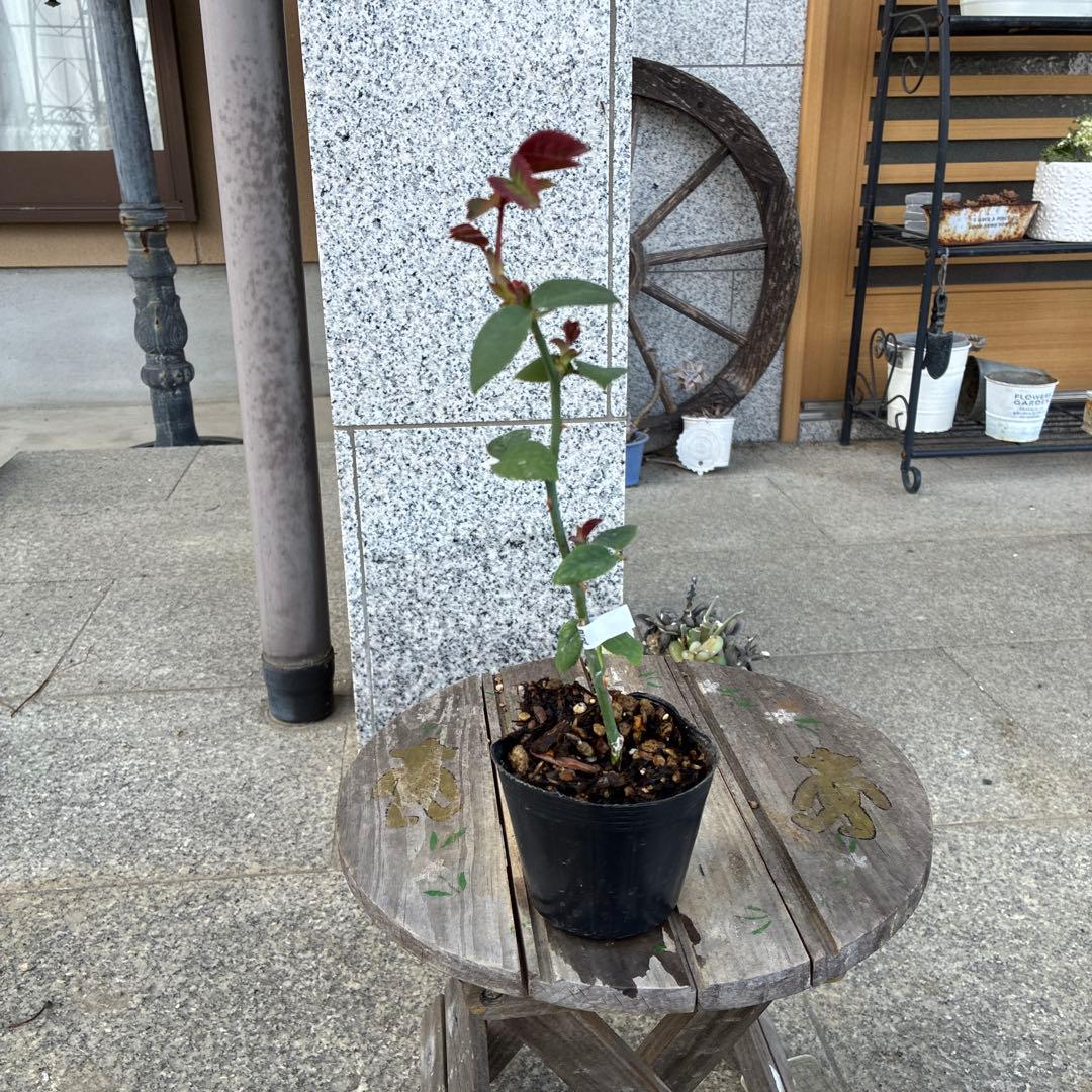 バラ苗　購入前にコメント