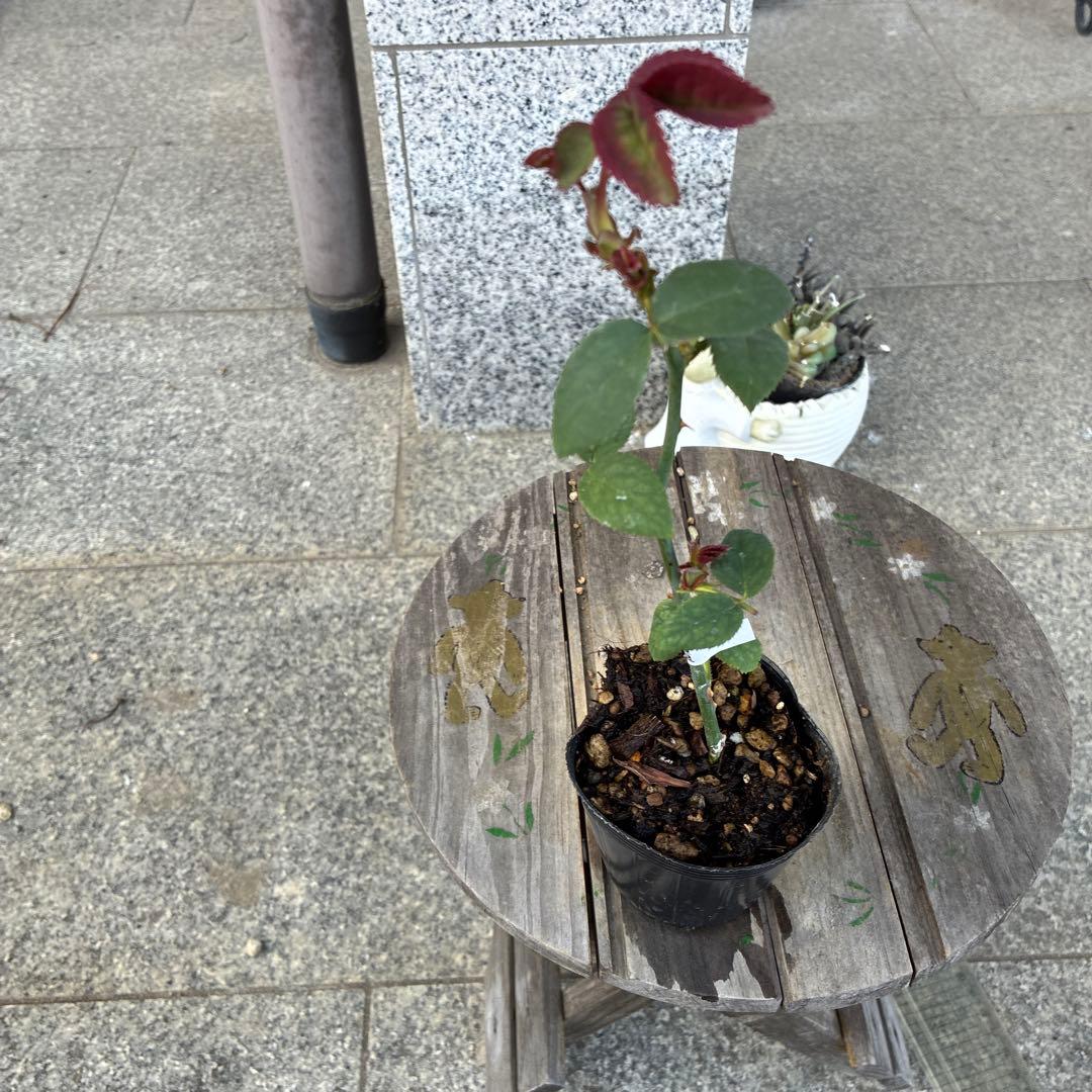 バラ苗　購入前にコメント