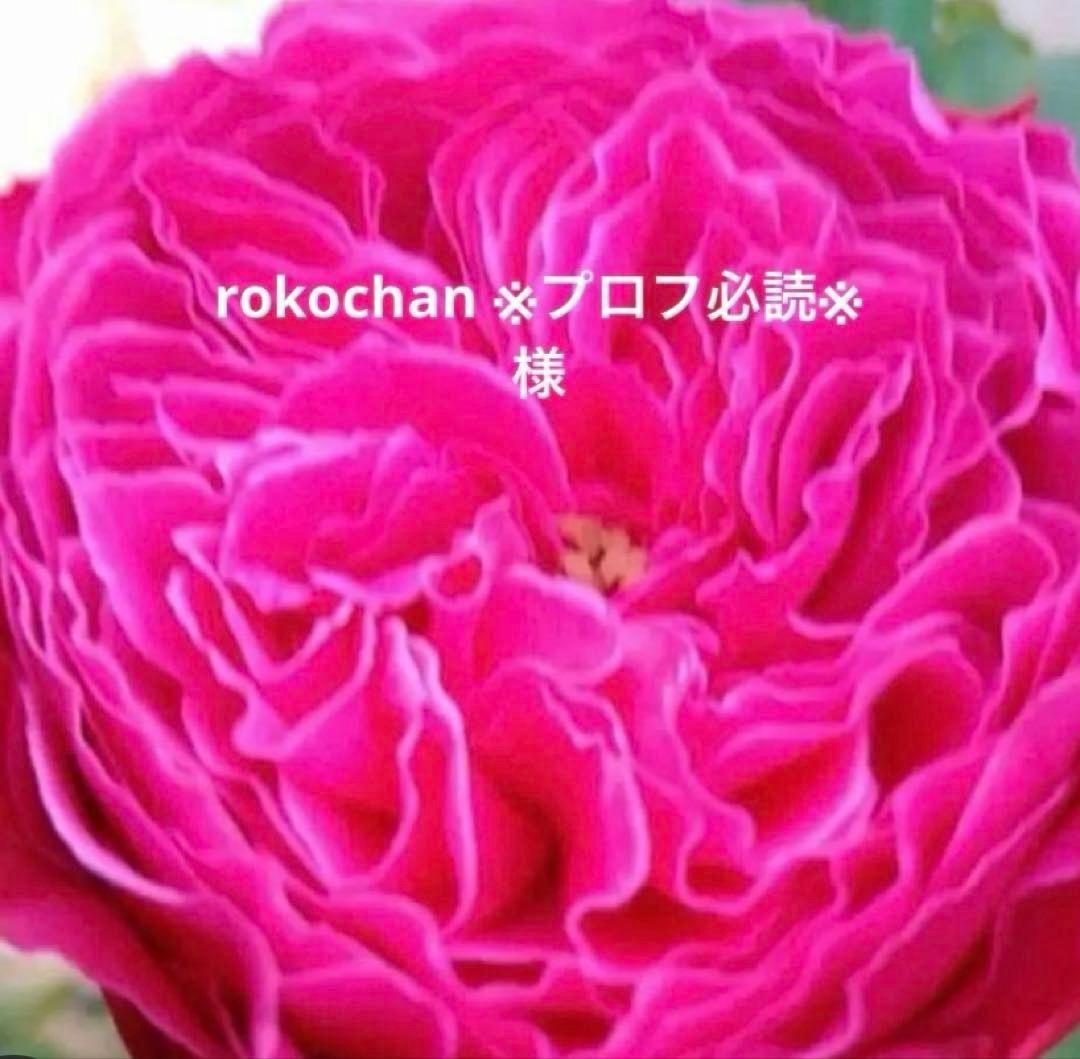 バラ苗　購入前にコメント