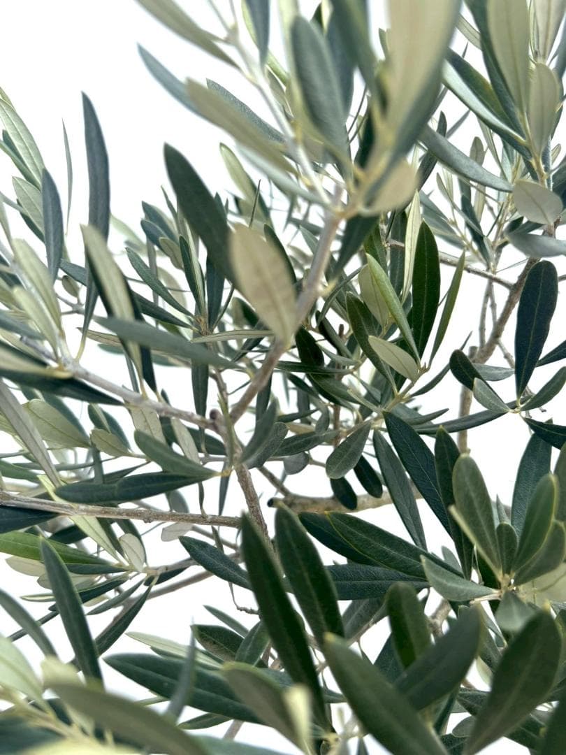 オリーブの木　古木　ホジブランコ　10号　約140cm　NO.839　人気　現品
