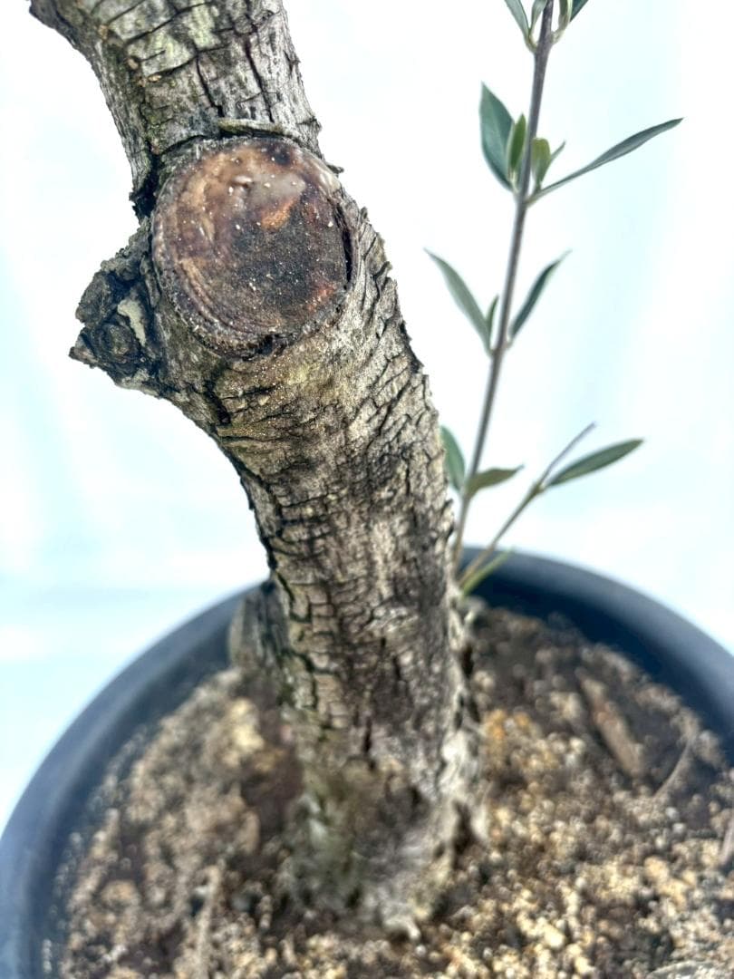 オリーブの木　古木　ホジブランコ　10号　約140cm　NO.839　人気　現品