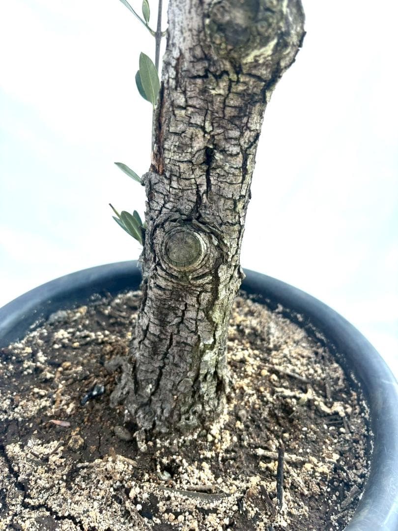 オリーブの木　古木　ホジブランコ　10号　約140cm　NO.839　人気　現品