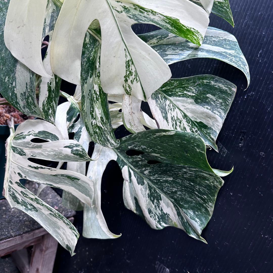ゆ*う様 斑入りモンステラ ホワイトタイガー極美大株69cm白斑多