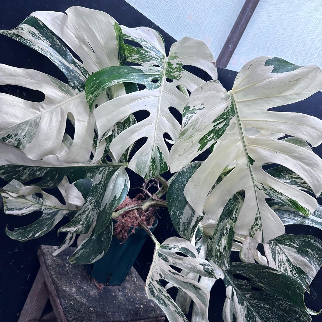 ゆ*う様 斑入りモンステラ ホワイトタイガー極美大株69cm白斑多